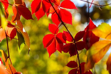 Sonbahar renkleri: Partenocissus tricuspidata yaprakları