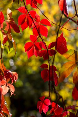 Sonbahar renkleri: Partenocissus tricuspidata yaprakları
