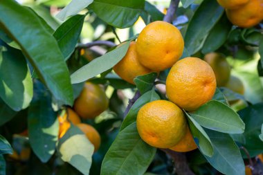 Bahçedeki mandalina ağaçlarını kapat, seçici odaklanma