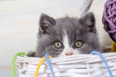 İngiliz çift renkli kedi yavrusu, gri ve beyaz sevimli kedi