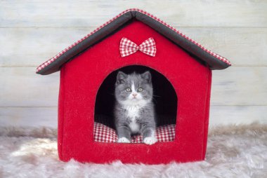 İngiliz çift renkli kedi yavrusu, gri ve beyaz sevimli kedi