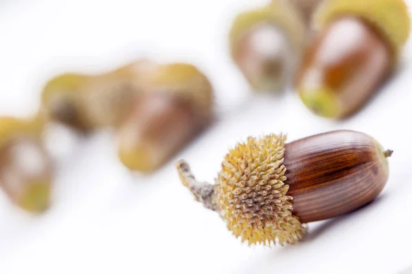 Bolota Carvalho Kermes Quercus Coccifera Carvalho Seção Quercus Cerris Aqui — Fotografia de Stock