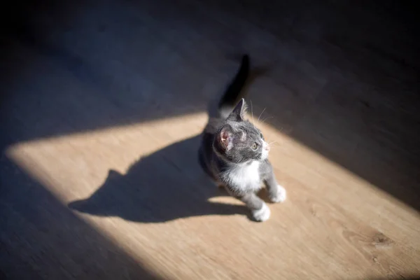 Schattig Kitten Grijs Wit — Stockfoto
