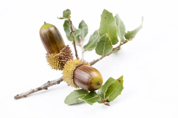 Acorn Kermes Oak Quercus Coccifera Oak Quercus Cerris Section Here — Stock Photo, Image