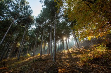 Ormanda sonbahar yaprakları.
