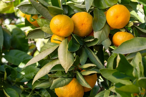 Oranžový Mandarinka Strom Zelenými Listy Zblízka Pohled — Stock fotografie