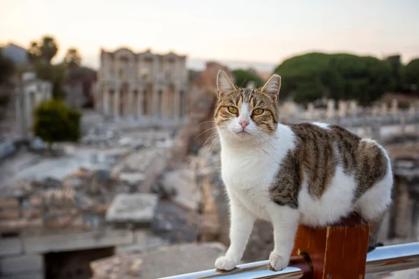 Ephesus Ancient City and Ephesus cat