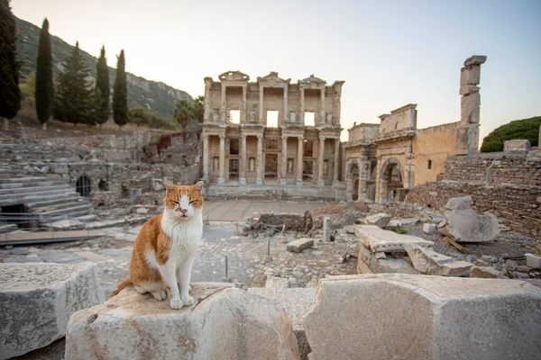 Ephesus Ancient City and Ephesus cat