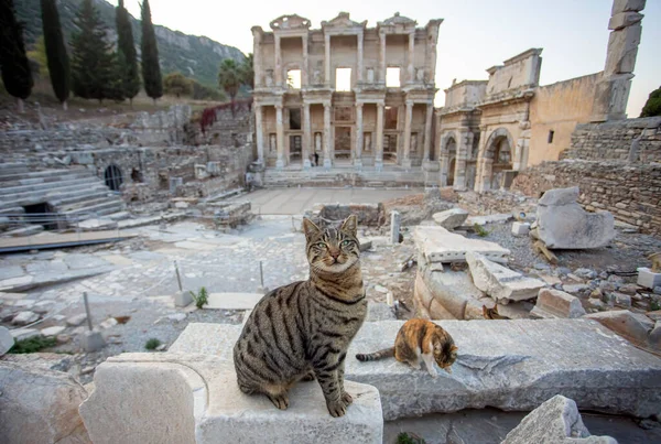 Ephesus Ancient City and Ephesus cat