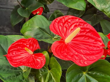 Kırmızı flamingo çiçekler (Anthurium andraeanum)