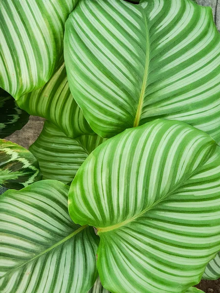 美丽的兰花绿叶图案 热带叶本植物背景 — 图库照片