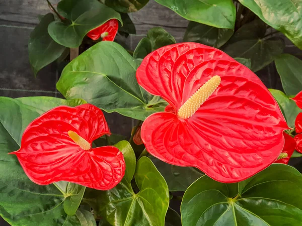 Kırmızı flamingo çiçekler (Anthurium andraeanum)