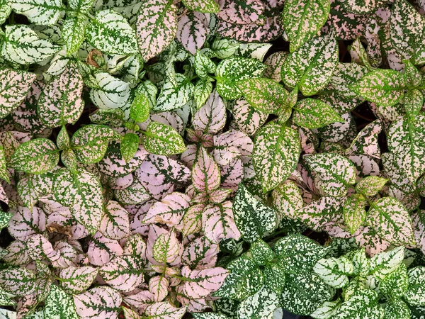 White Red Pink Foliage Hypoestes Phyllostachya Garden Plant — Stock Photo, Image