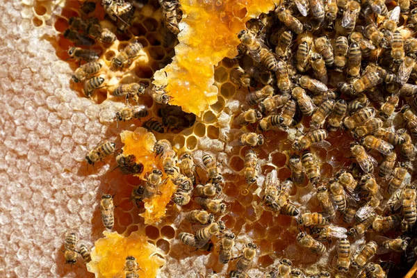 Arıcılık Arı Kovanından Yeni Çıkmış Bal Petekleri Bal Arı — Stok fotoğraf
