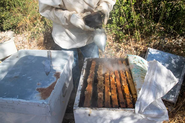 Arıcılık Arı Kovanından Yeni Çıkmış Bal Petekleri Bal Arı — Stok fotoğraf