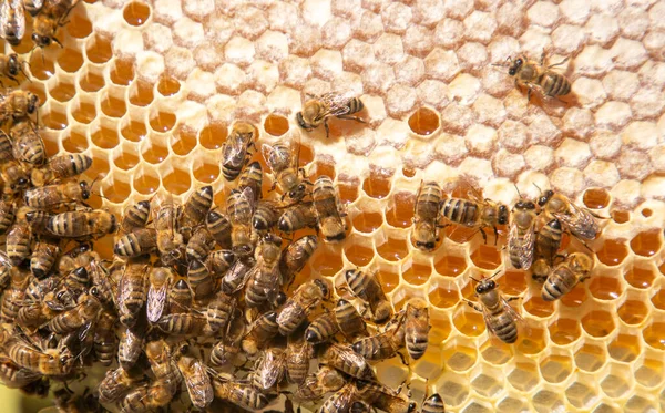 Včelařské Čerstvě Vylíhlé Plástve Včelami Úlu Med Včela — Stock fotografie
