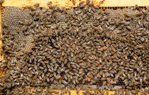 Včelařské Čerstvě Vylíhlé Plástve Včelami Úlu Med Včela — Stock fotografie