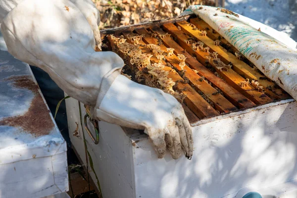 Apicultura Panales Recién Nacidos Con Abejas Colmena Miel Abeja — Foto de Stock