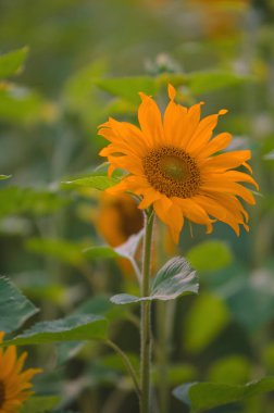 sunflower field yellow bright colors