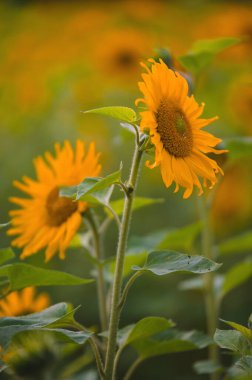 sunflower field yellow bright colors