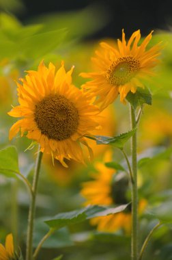 sunflower field yellow bright colors