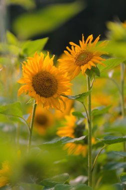 sunflower field yellow bright colors