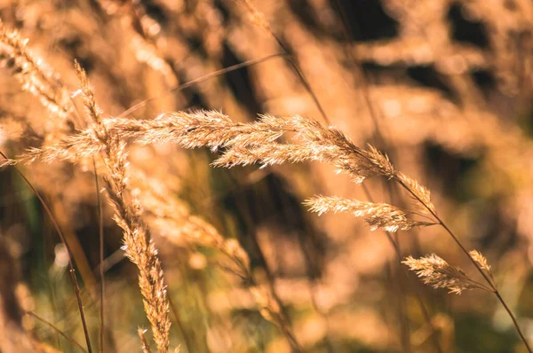 Background image of blooming grass in the late afternoon summer sun