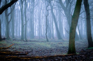 Soğuk bir kış gününde sisli bir ormandaki küçük bir ağacın orman manzarası.