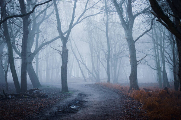 Mysterious misty forest scene with a muddy path on a cold winter's day
