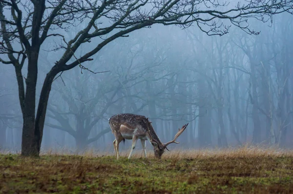 Junger Hirsch Weidet Unter Einem Baum Einem Neblig Kalten Wintertag — Stockfoto