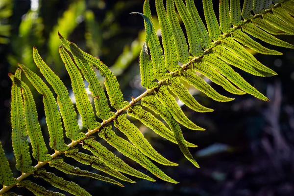 Primo Piano Una Fronda Felce Retroilluminata Dal Sole — Foto Stock