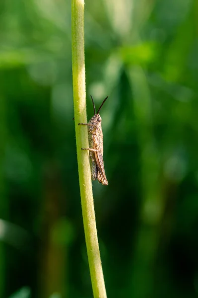 Close Afbeelding Van Een Kleine Bruine Sprinkhaan Een Bloemstengel — Stockfoto