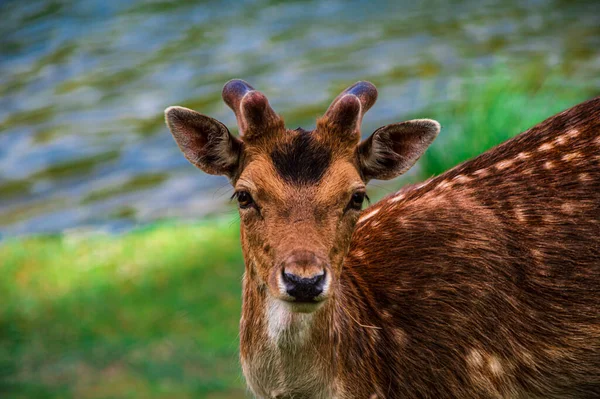 Porträt Eines Jungen Rehs Ufer Das Die Kamera Blickt — Stockfoto