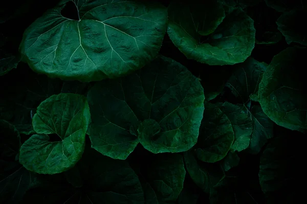 Dark Background Image Giant Butterbur Plants —  Fotos de Stock