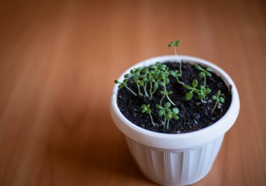 Tencerede taze biberiye filizleri, evde baharat yetiştirmek, evde güzel kokulu biberiye yetiştirmek.