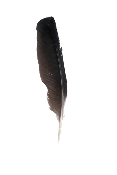 Pluma Gris Negra Aislada Sobre Fondo Blanco Pluma Pájaro Realista — Foto de Stock