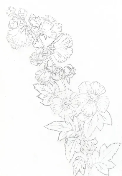 在有叶子的树枝上的美丽花朵的铅笔草图 纸上开花的黑白轮廓 — 图库照片