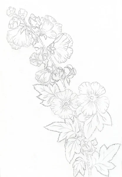 Bleistiftskizze Schöner Blumen Auf Einem Zweig Mit Blättern Schwarz Weiße — Stockfoto