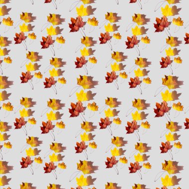 Sarı sonbahar akçaağaç yapraklarının parlak deseni, gri yalıtılmış arka planda sarı ve kırmızı yapraklar kumaş ve kağıda baskı yapmak için