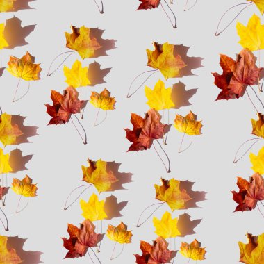 Sarı sonbahar akçaağaç yapraklarının parlak deseni, gri yalıtılmış arka planda sarı ve kırmızı yapraklar kumaş ve kağıda baskı yapmak için