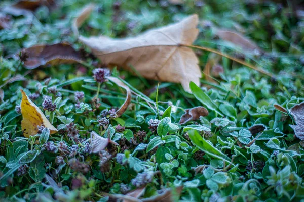 Geada Grama Verde Final Outono Geada Precoce Plantas Verdes Geada — Fotografia de Stock