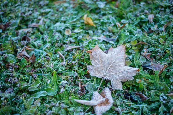 Frost Auf Grünem Gras Spätherbst Früher Frost Auf Grünen Pflanzen — Stockfoto