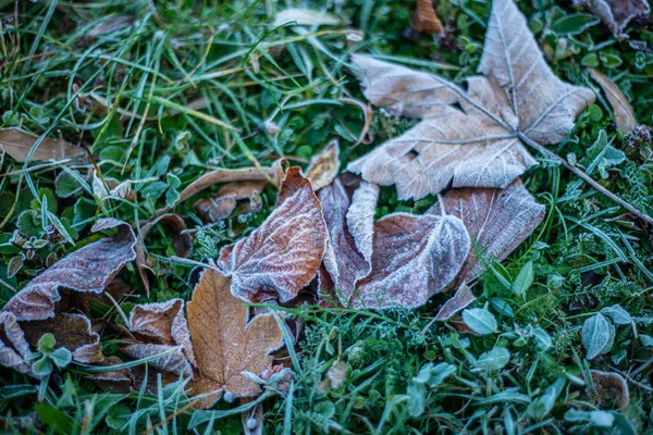 Erster Frost Auf Trockenen Blättern Spätherbst Früher Frost Auf Pflanzen — Stockfoto