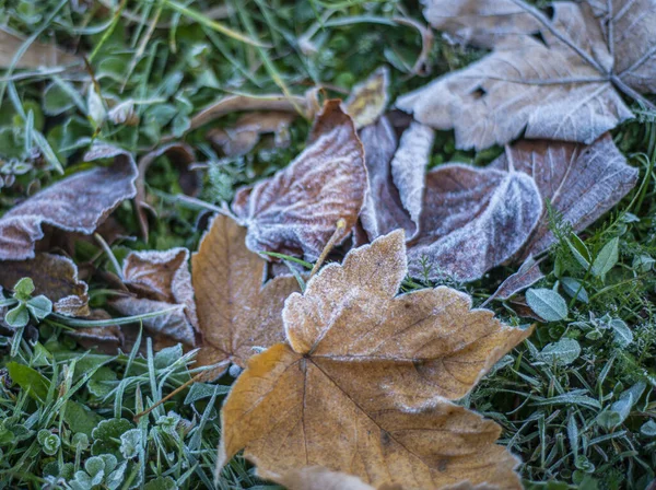 Erster Frost Auf Trockenen Blättern Spätherbst Früher Frost Auf Pflanzen — Stockfoto