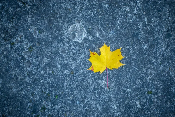 Gelbe Blätter Auf Grauem Betonhintergrund Helle Ahornblätter Auf Kontrastierendem Grauen — Stockfoto