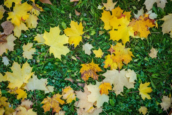 Gelbe Blätter Auf Grünem Gras Helle Ahornblätter Auf Sattgrünem Gras — Stockfoto