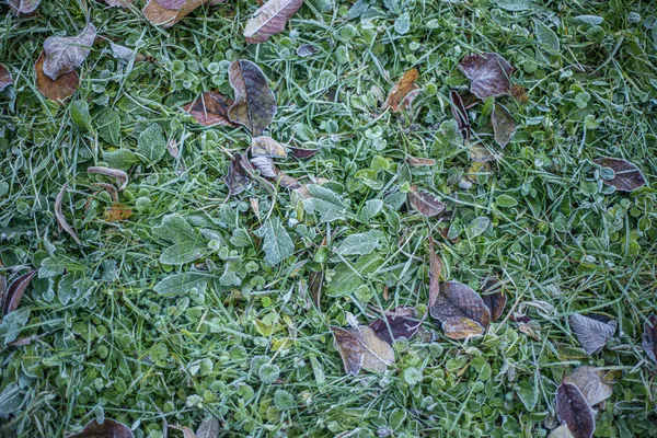 Frost Auf Grünem Gras Spätherbst Früher Frost Auf Grünen Pflanzen — Stockfoto