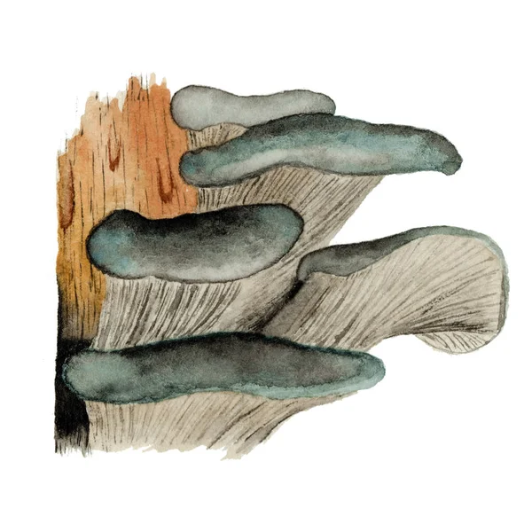Pleurotus Ostreatus Mushroom Group Oyster Mushroom Ostreatus Hiratake Watercolor Pleurotus — Stock Photo, Image