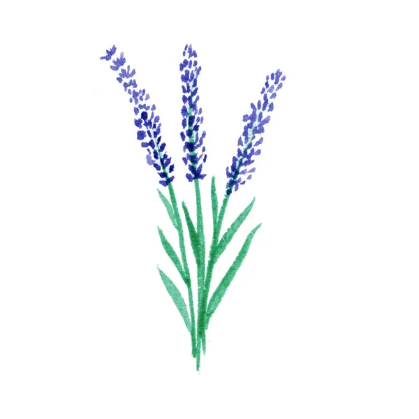 Aquarel Lavendel Tak Geïsoleerd Witte Achtergrond Romantische Illustratie Met Lavendel — Stockfoto