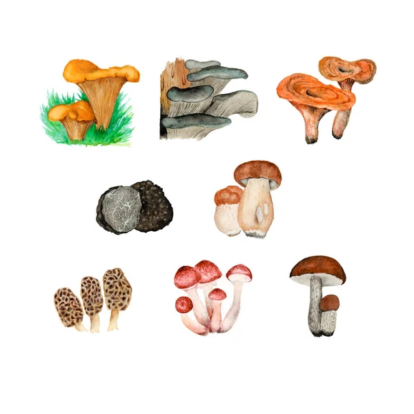 Aquarell Set Von Speisepilzen Realistische Zeichnungen Von Pilzen Für Publikationen — Stockfoto